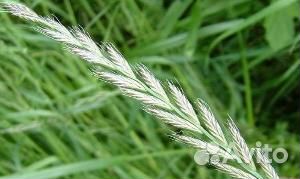 Семена райграс пастбищный оптом от 100кг