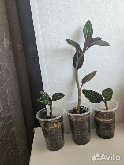 Орхидея лудизия