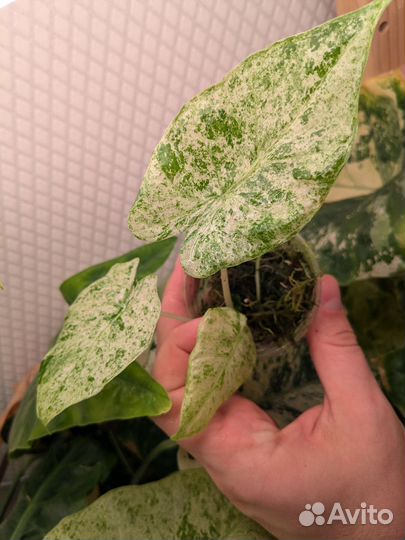 Alocasia fornicata marble variegated
