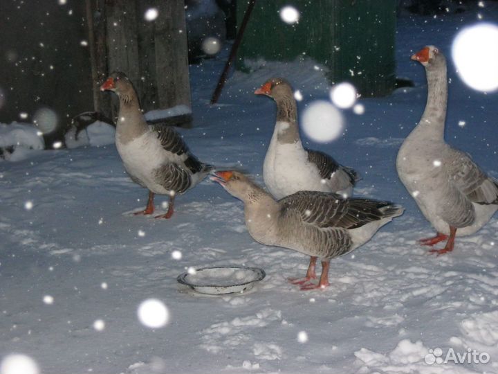 Продам зерно, комбикорм,сено,мед,яйца,мясо