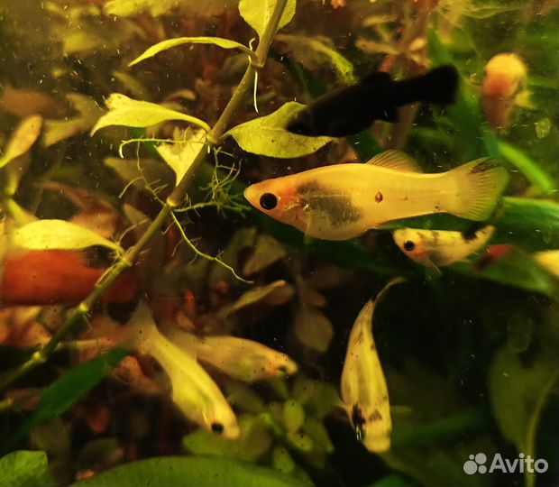 Яркие живородящие рыбки