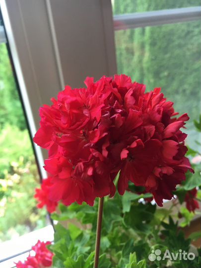 Герань пеларгония миниатюрная