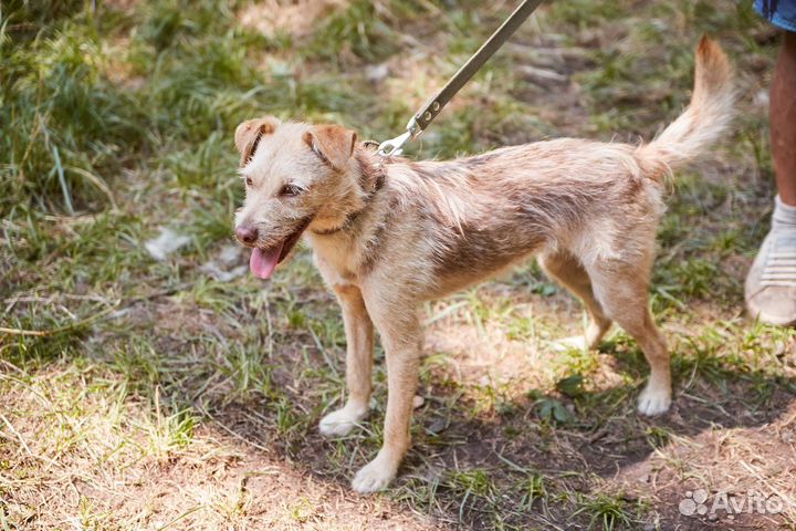 В добрые руки симпатяга Тайсон