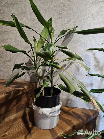 Пальма юкка