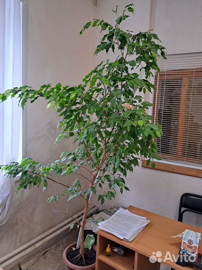 Фикус бенджамина большой