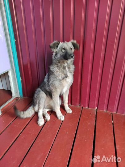 Собака девочка в самые добрые руки