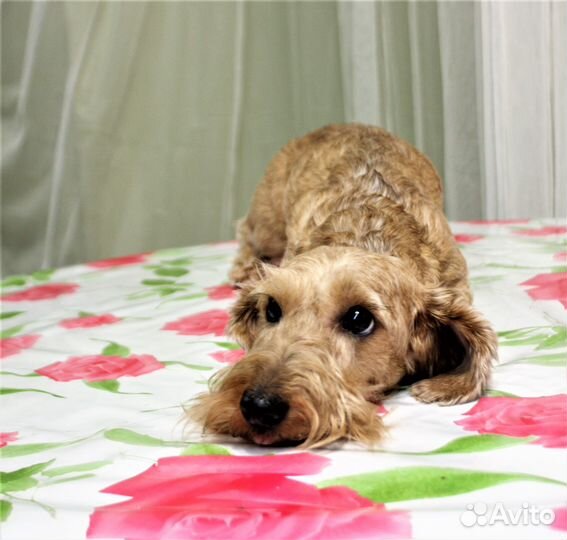 Жестики миниатюрные