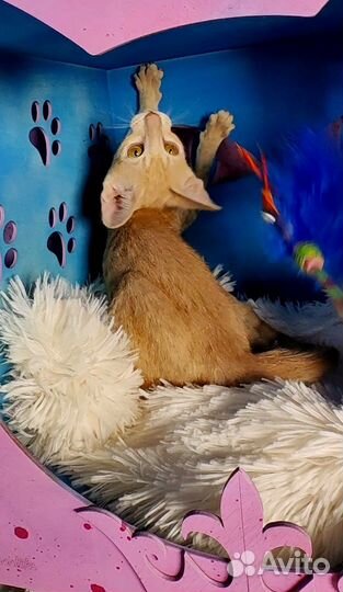 Ориентальные урчалки