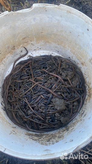 Черви для рыбалки