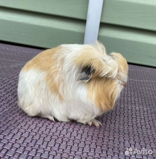 Морские свинки