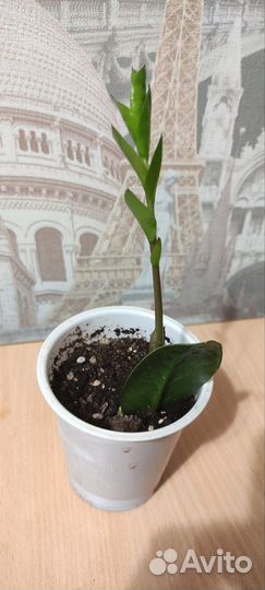 Замиокулькас