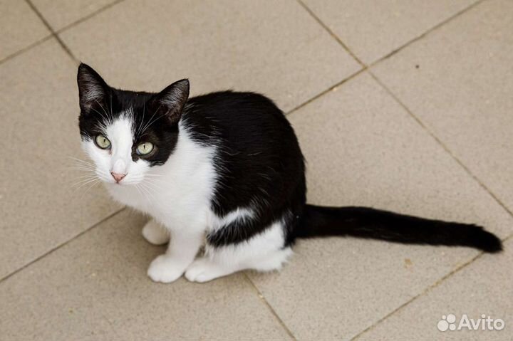 Стерилизованная кошечка в добрые руки