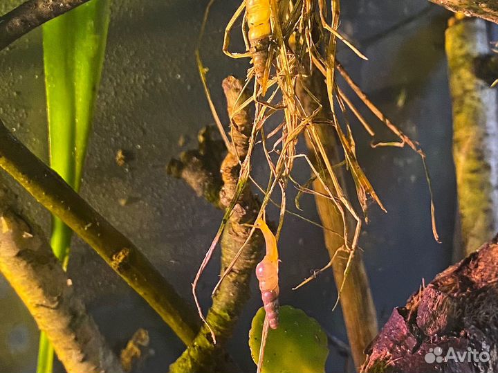 Субулина октона. Караколус альбино и блек шелл