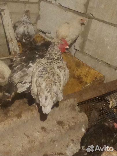 Куры, индюшки