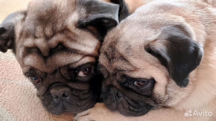 Щенки мопса