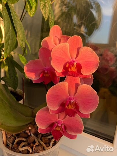 Орхидея Нарбонна