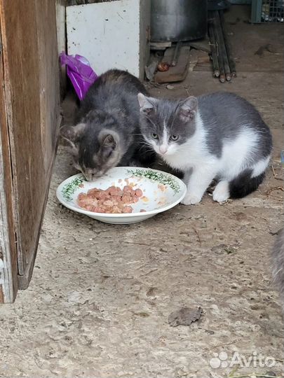 Котята ищут дом