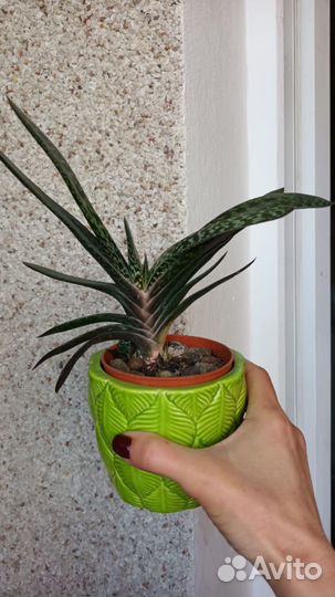 Крассула Хоббит,Алое Марлотта, Гастерия