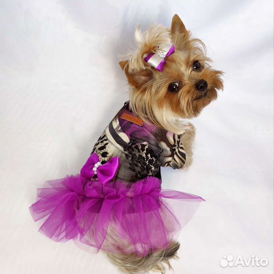 Шью одежду для собак