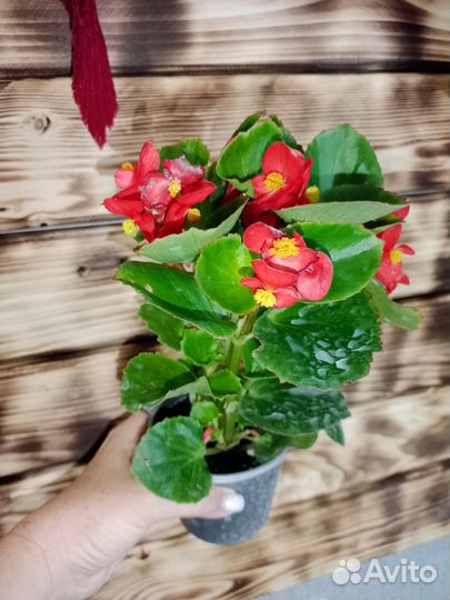 Бегония - комнатное растение