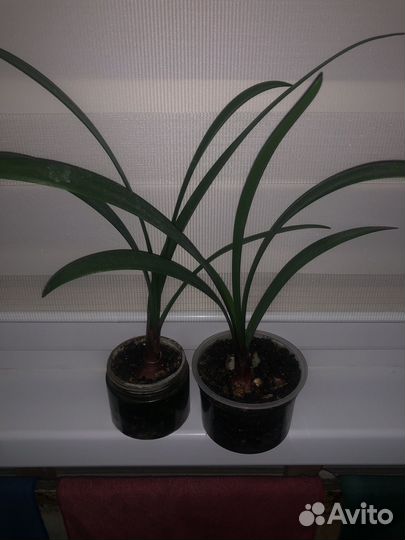 Валотта луковка