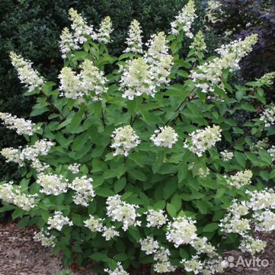 Гортензия метельчатая Юник 5-6 лет, C-20