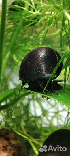 Аквариумные рыбки креветки улитки растения