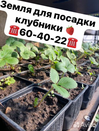 Земля плодородная в наличии