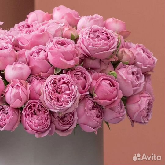 Кустовая Роза Misty Bubbles. Доставка Цветов