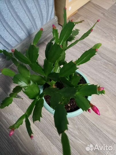 Декабрист (Шлюмбергера)