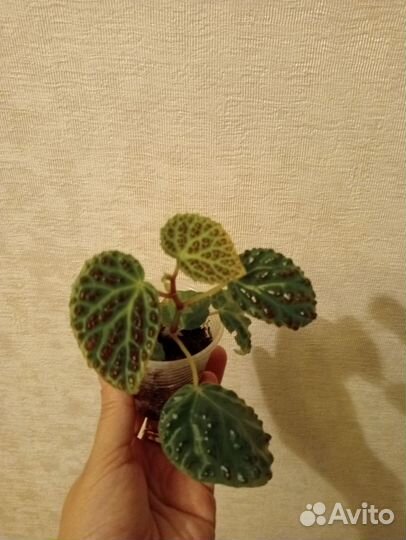 Бегония Dracopelta