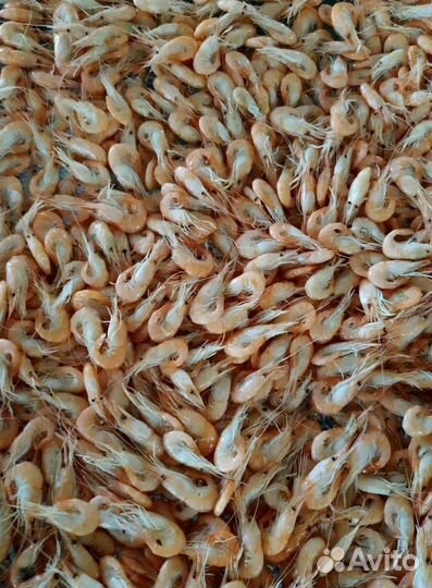 Азовская креветка. Свежий вылов