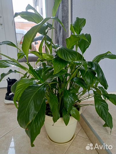 Спатифиллум