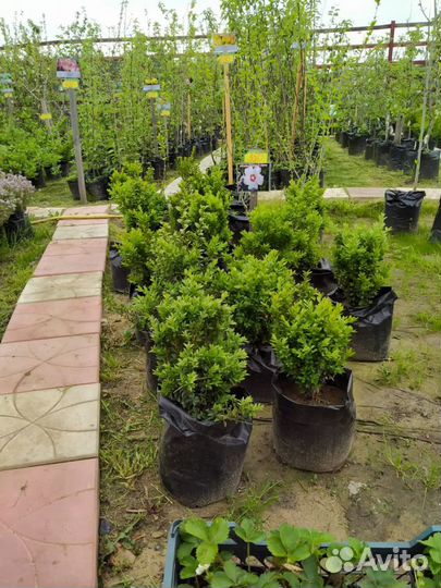 Саженцы плодово - ягодных и декоративных культур