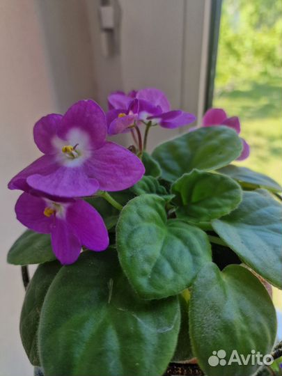 Цветущие фиалки