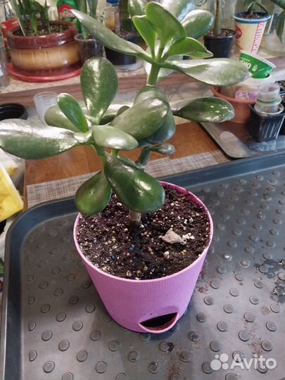 Красула или денежное дерево