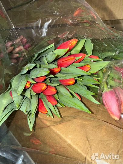 Тюльпаны к 8 марта