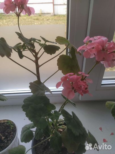 Пеларгония герань