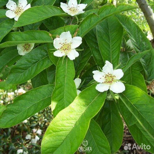 Мушмула германская саженец 3года