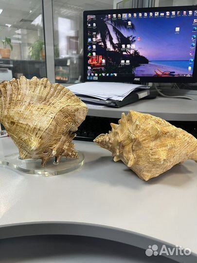 Ракушка большая