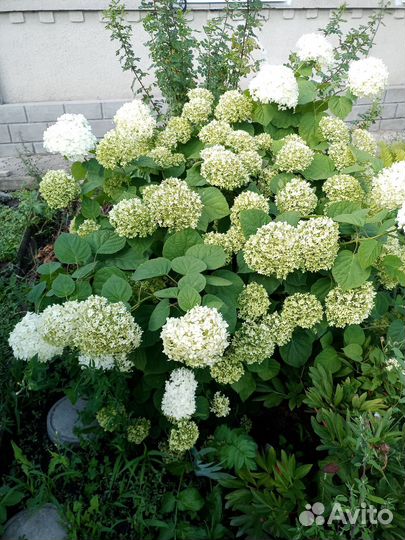 Хризантемы