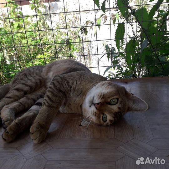 Кошка чаузи