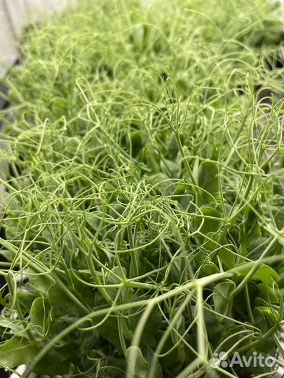 Микрозелень