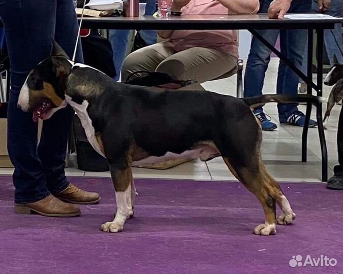 Вязка бультерьеров