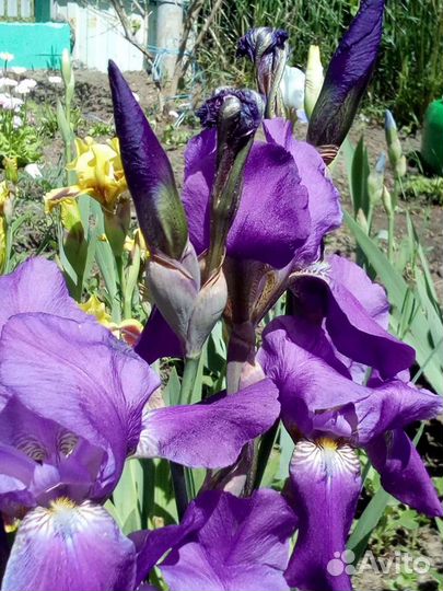 Ирисы