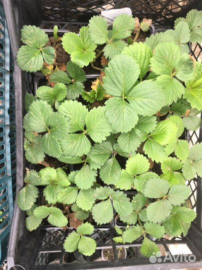 Саженцы клубники