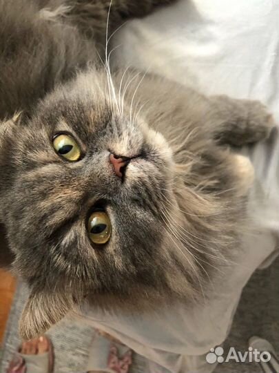 Передержка кошек/котов на м.Лесная (зооняня)