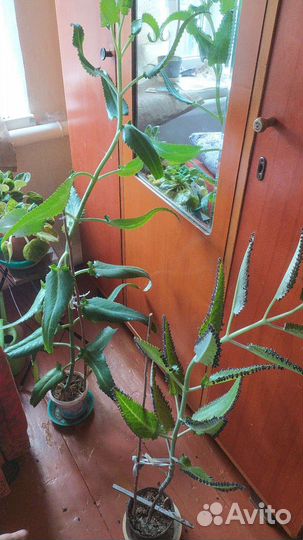 Алоэ, каланхоэ