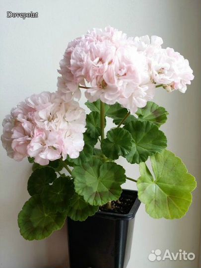 Пеларгонии сортовые