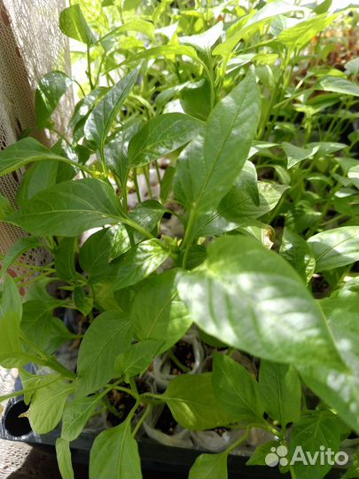 Рассада сладкого перца стаканчиках